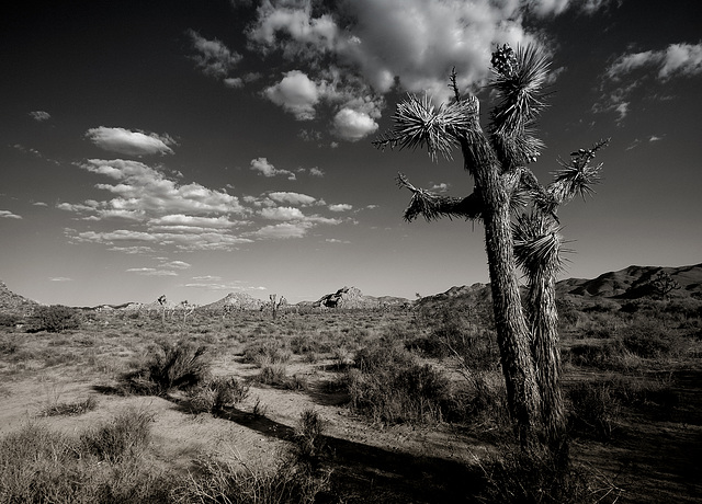 dream beneath the desert sky