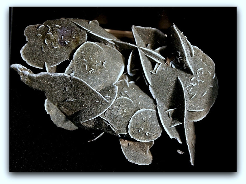 Gypse 'Rose des sables '