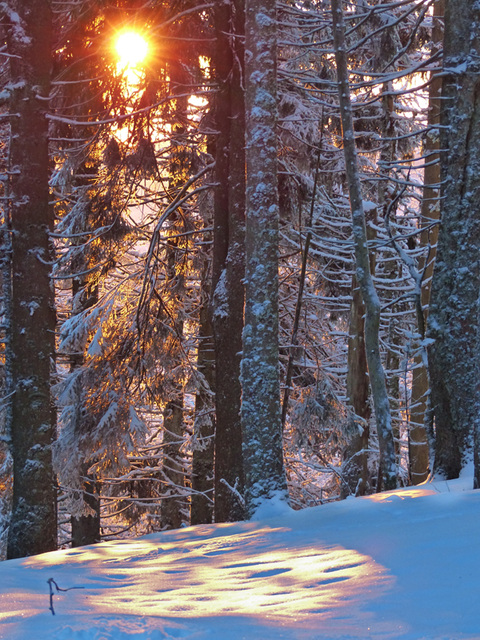 l'oeil de la forêt