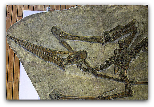 Pteranodon