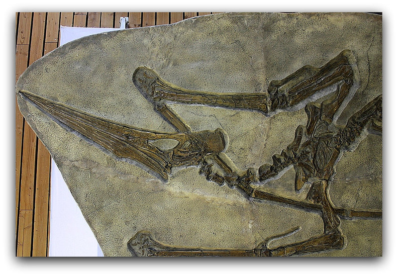 Pteranodon