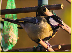 Mésange blessée Mésange blessée