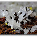 Hémimorphite du Mexique