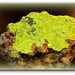 Autunite