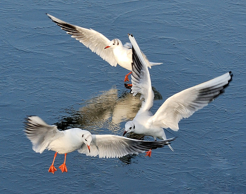 Mouettes en folie...