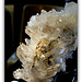 Quartz -La Ribot