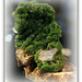 Pyromorphite - Chine - Yunnan