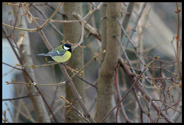 Mésange charbonnière