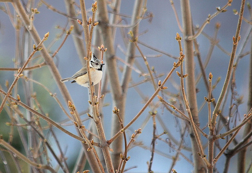 Mésange huppée