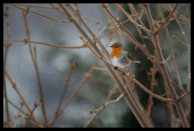 Rouge-gorge