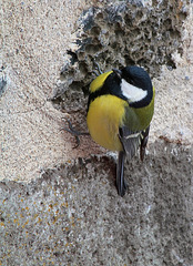 Mésange charbonnière