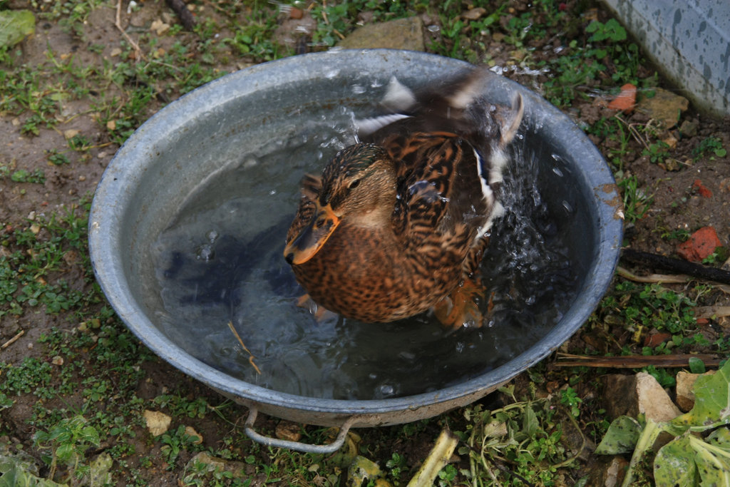 saturnin dans son bain