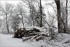 Winterwald