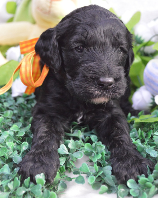 our puppy at 4 weeks