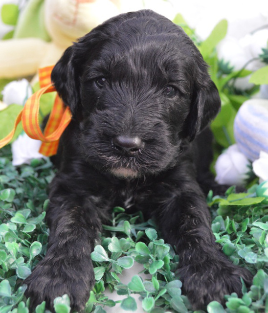 our puppy at 4 weeks