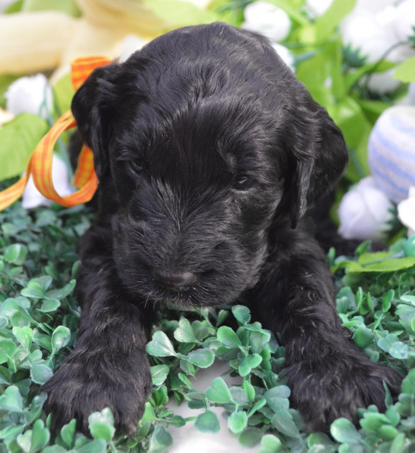 our puppy at 4 weeks