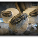 Trilobites