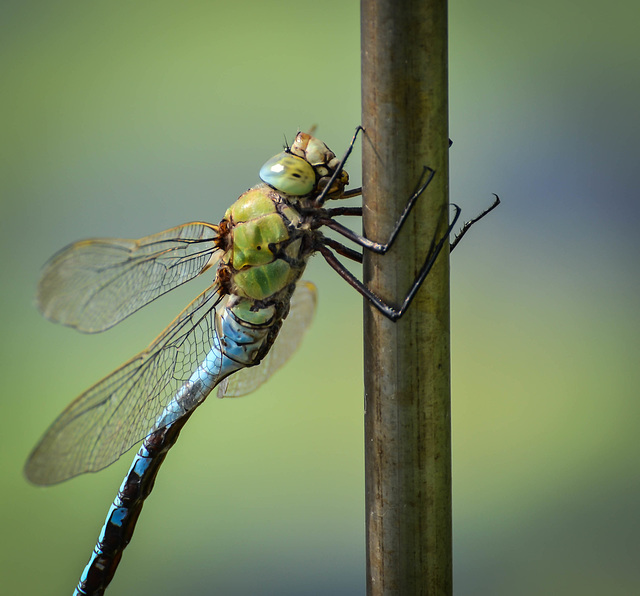 Große Königslibelle ( Anax imperator )