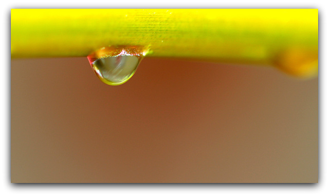 Goutte de ... Fée verte ?ou de verveine ?? (du Velay bien sûr)