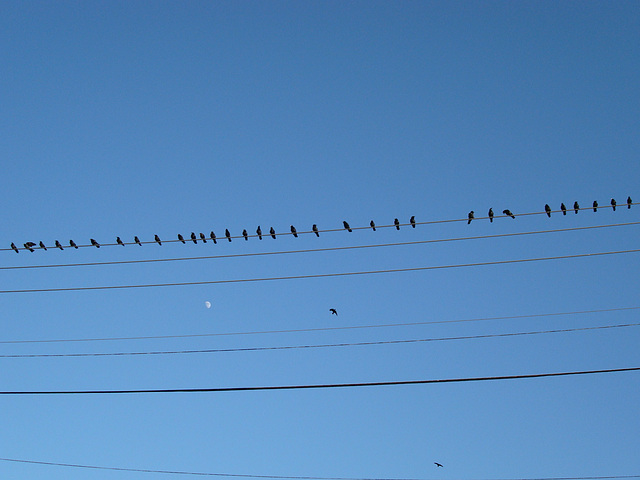 Die Vögel und der Mond