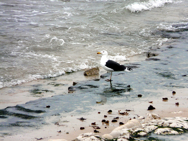 OLERON