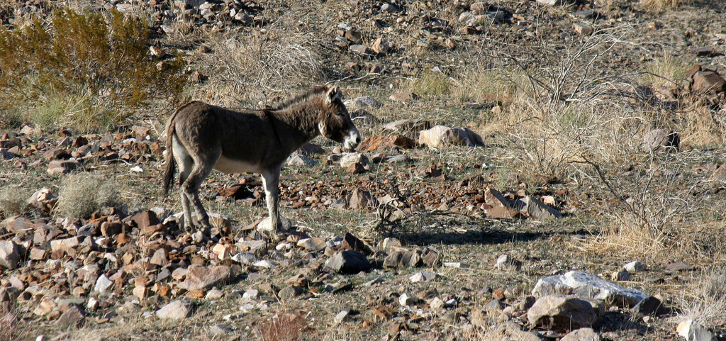 Burro In Striped Butte Valley (9755)