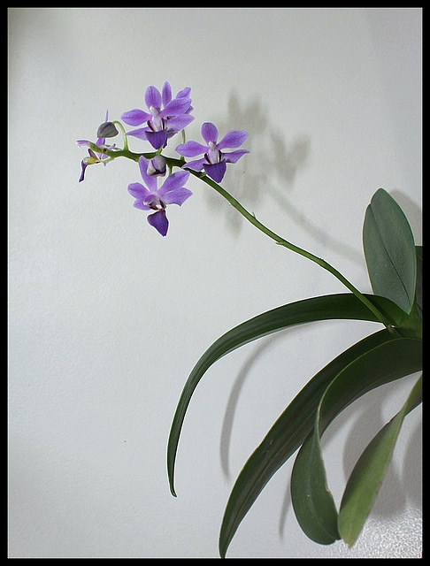 Phalaenopsis pulcherrima