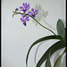 Phalaenopsis pulcherrima