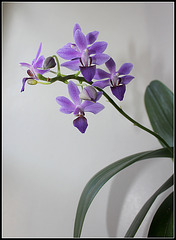 Phalaenopsis pulcherrima