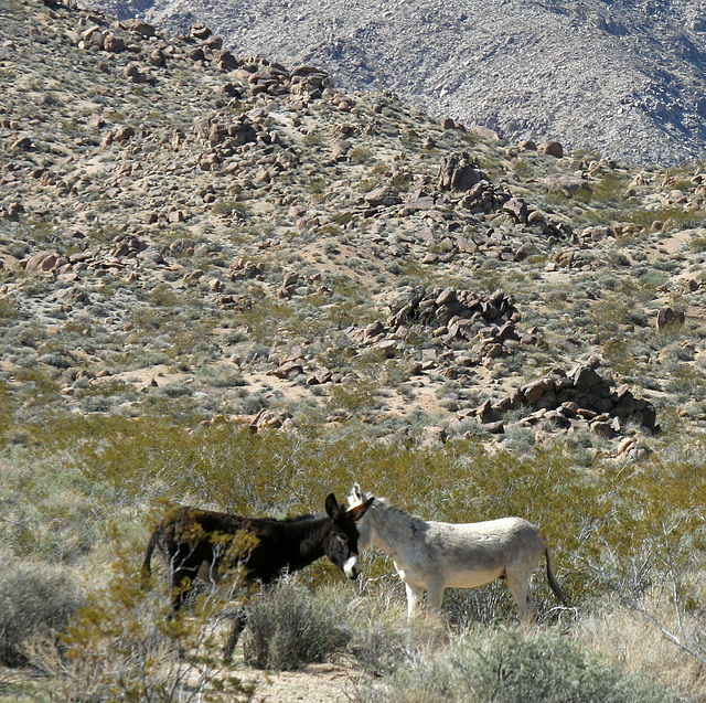 Burros In Mengel Pass (9672)