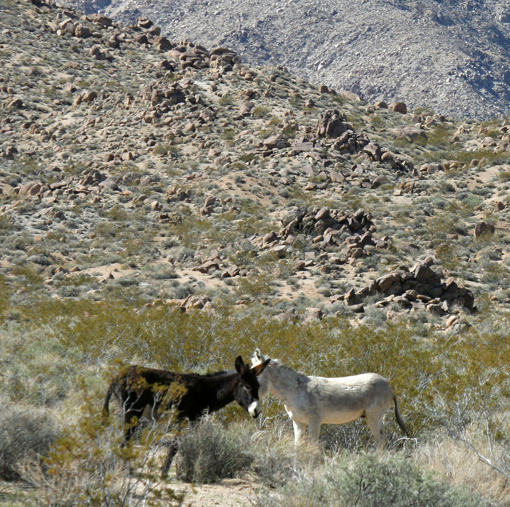Burros In Mengel Pass (9672)