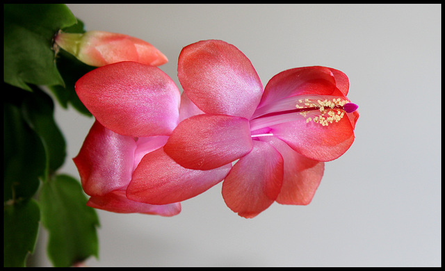 Schlumbergera