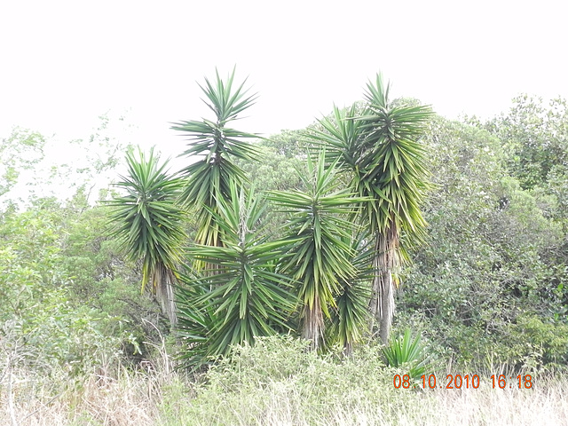 DSCN2626