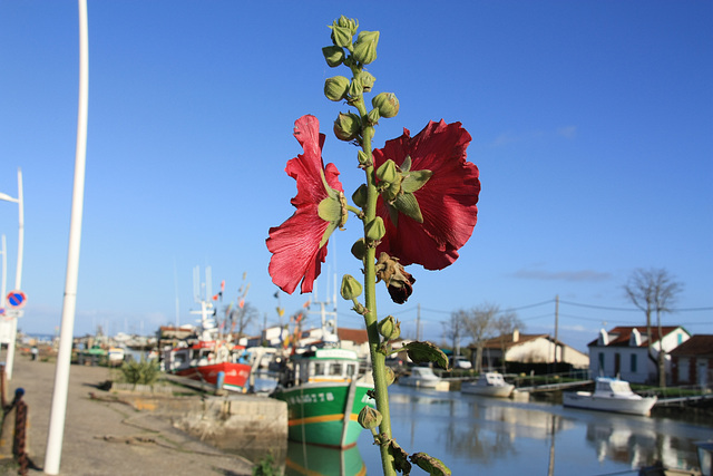 OLERON