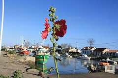 OLERON