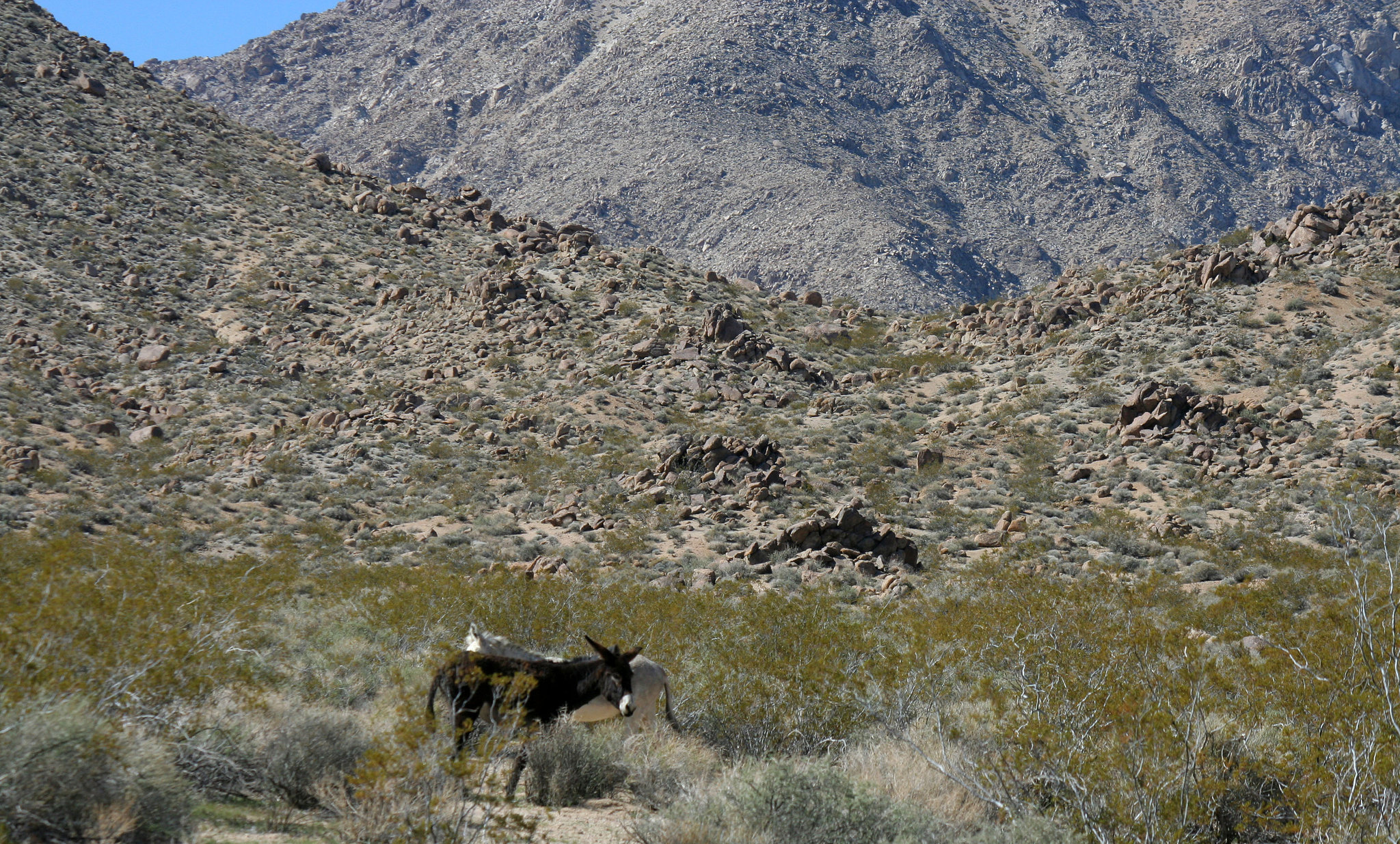 Burros In Mengel Pass (9675)
