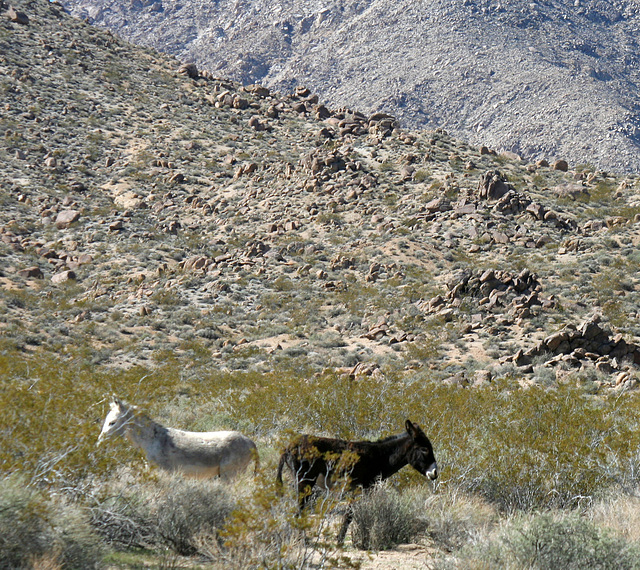 Burros In Mengel Pass (9681)