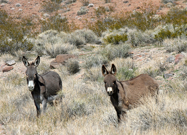 Burros In Mengel Pass (9688)