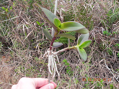 DSCN2631 DSCN2631
