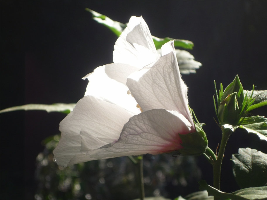 Hibisco blanco