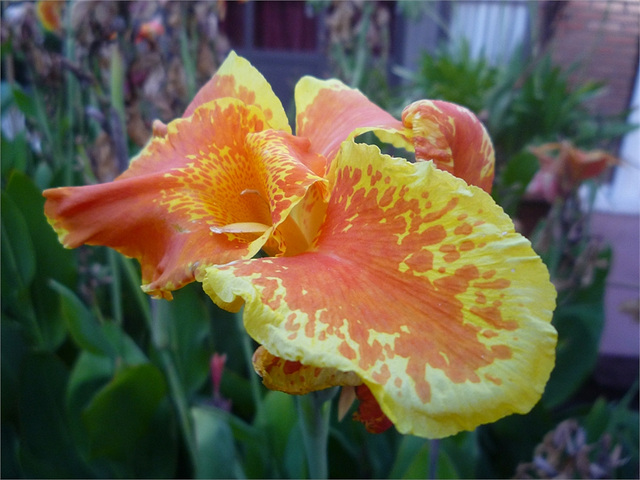 Flor canna