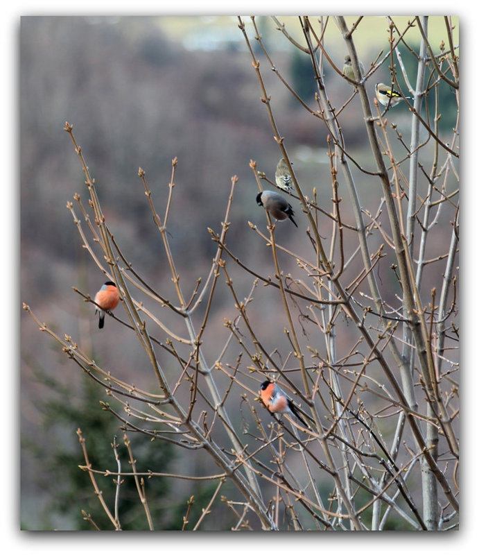 IMG 9366- Famille Bouvreuil