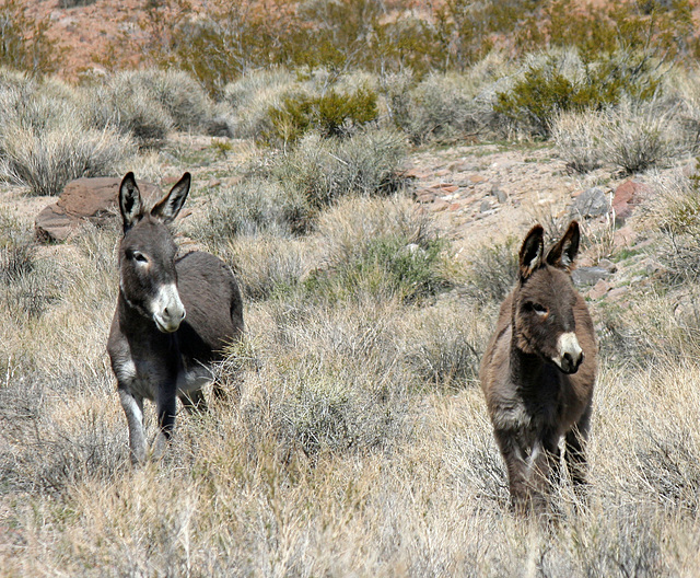 Burros In Mengel Pass (9692)