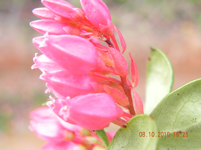 DSCN2638