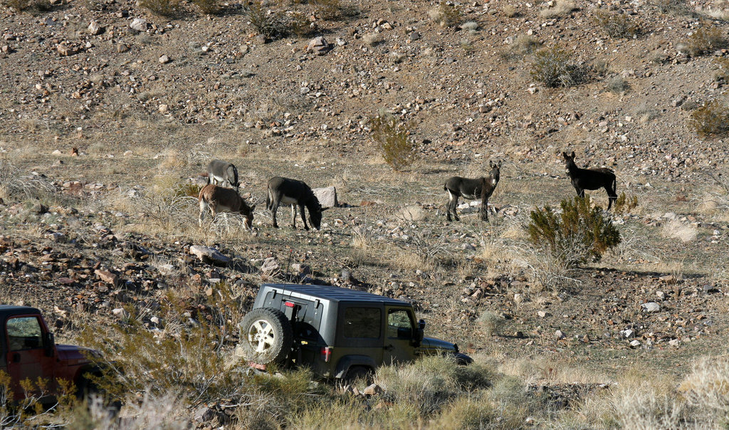 Burros In Striped Butte Valley (9751)