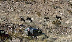 Burros In Striped Butte Valley (9751)