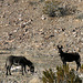 Burros In Striped Butte Valley (9753)