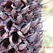 DSCN2641