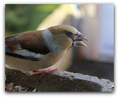 IMG 9594- Un goinfre des mangeoires