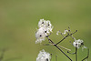 Puscheln - 130113